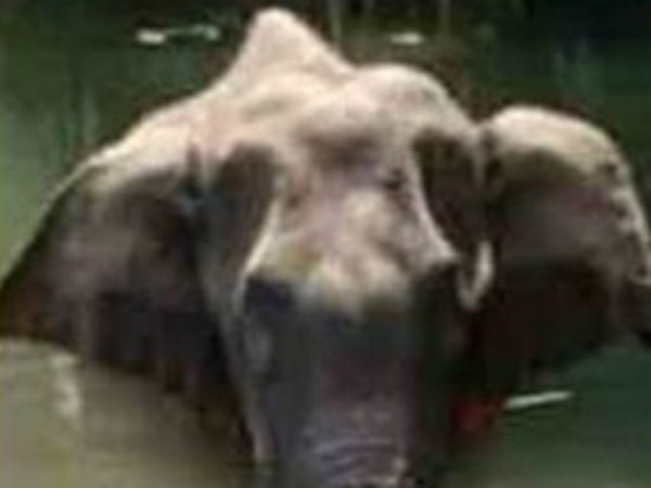 গর্ভবতী হাতির হত্যা
