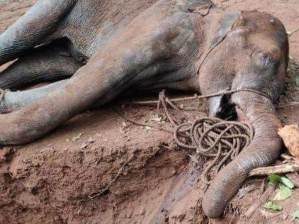 গর্ভবতী হাতিকে নৃশংস হত্যা